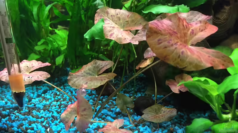 Nymphea zenkeri  von Yasmine (20)