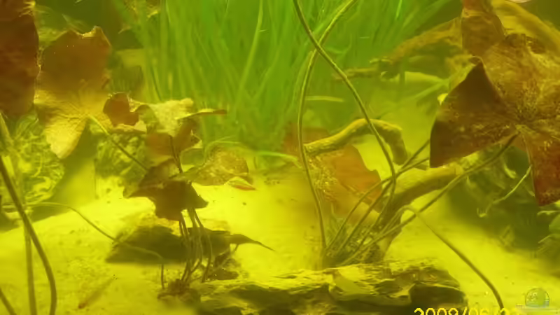 nymphea zenkeri rotblättrig  von Herbert Baier (12)