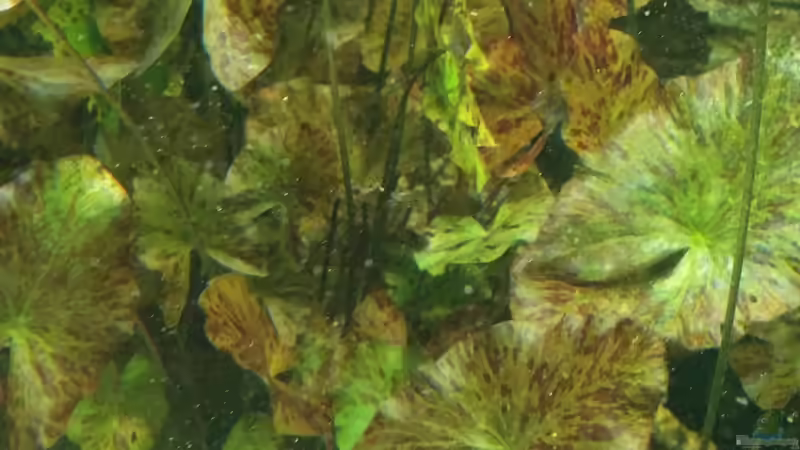 Nymphen Lotus rot und grün von H.T. (14)