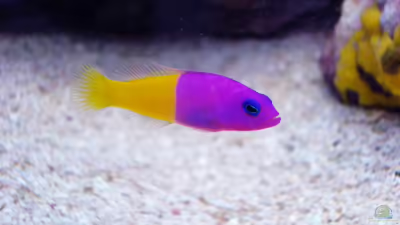 Nymphen Zwergbarsch_________Pictichromis paccagnellae_ von .uschi (31)