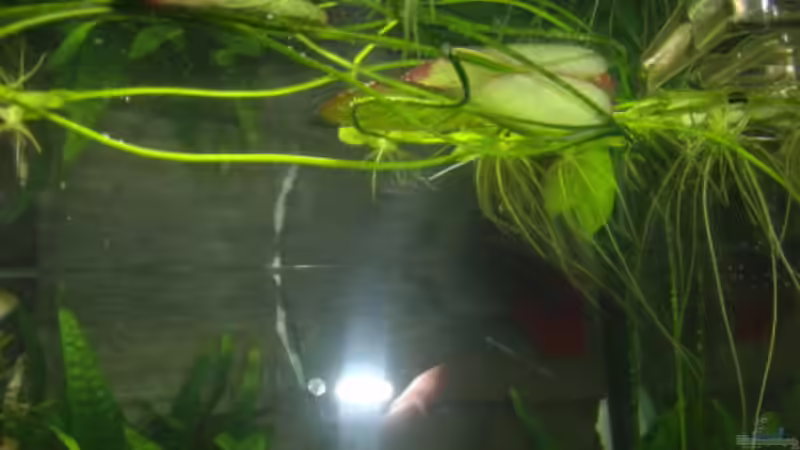 Nymphoi indica von Make (10)