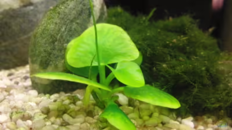 Nymphoi indica von Make (8)