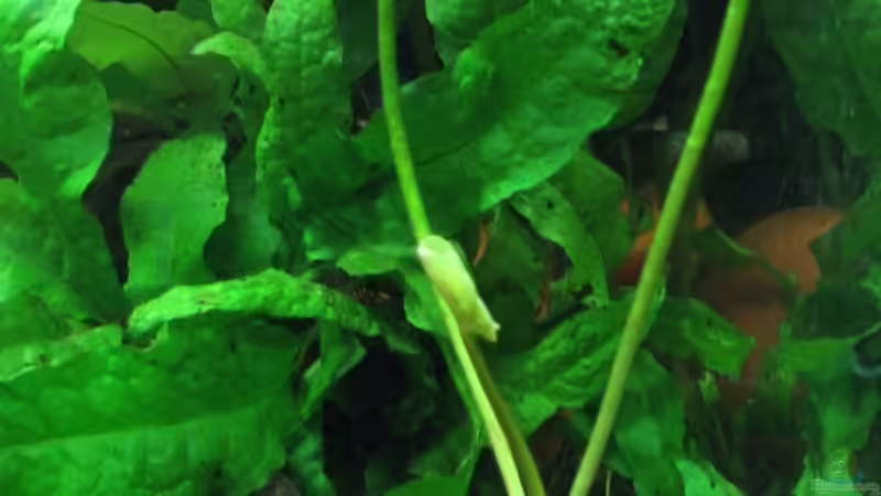 Nymphoides aquatica mit Ihrem ersten neuen Blatt in meinem Aquarium von gruenet (5)