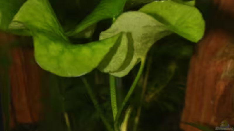 Nymphoides aquatica nach vier Wochen von gruenet (6)