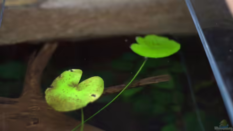 Nymphoides ezannoi von Didi (10)