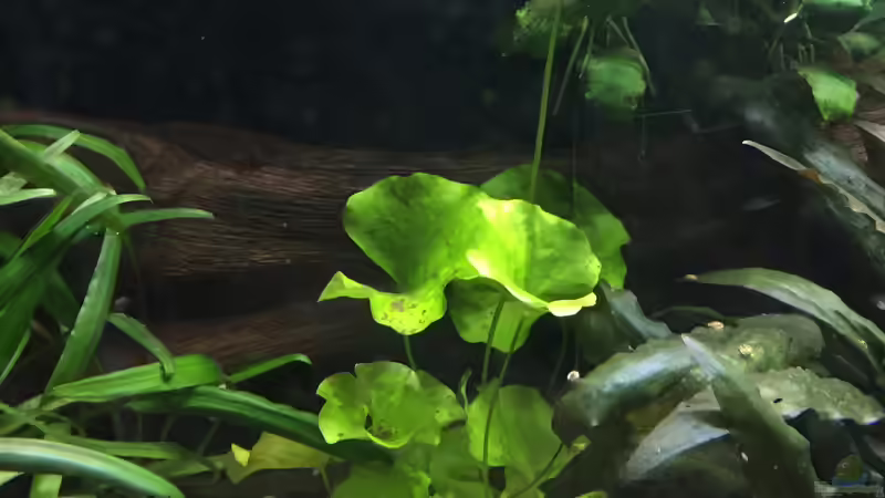 Nymphoides spec. Taiwan im Aquarium (Einrichtungsbeispiele mit Taiwan-Schwimmblatt)