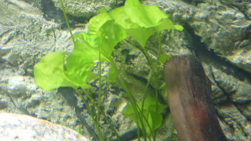 nymphoides sp. taiwan von Stefano83 (21)