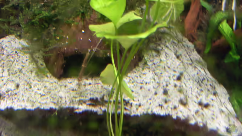 Nymphoides spec. Taiwan im Aquarium (Einrichtungsbeispiele mit Taiwan-Schwimmblatt)