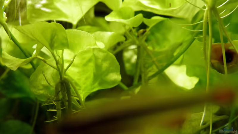 Nymphoides spec. Taiwan im Aquarium (Einrichtungsbeispiele mit Taiwan-Schwimmblatt)