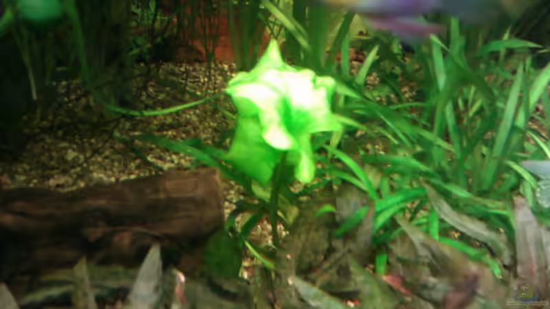 Nymphoides spec. // Flipperlotus N88 von Biffty (14)