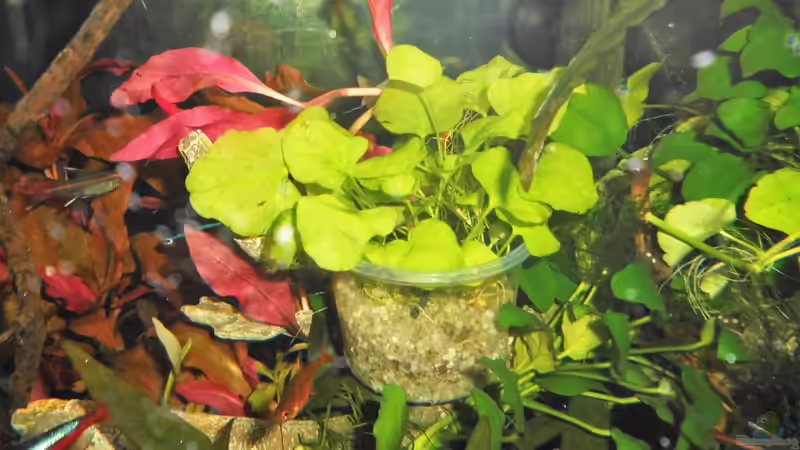 Nymphoides spec... noch im Becher. von odin 68 (143)