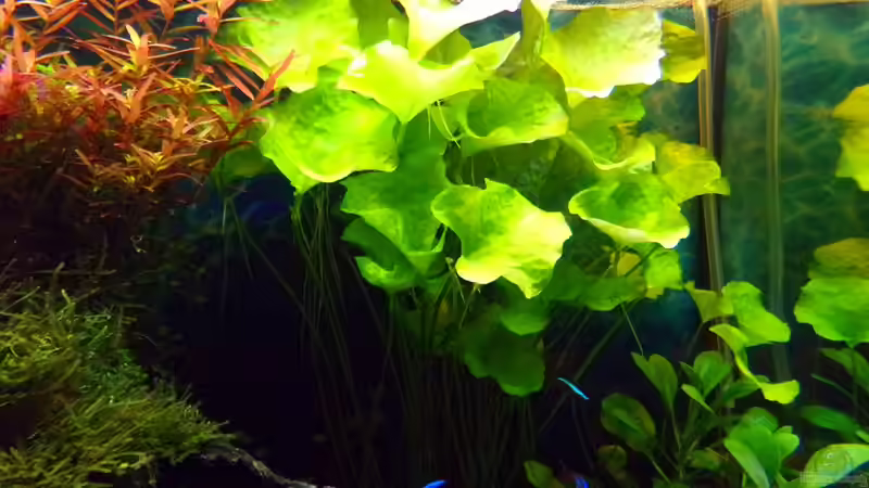Nymphoides spec. Taiwan im Aquarium (Einrichtungsbeispiele mit Taiwan-Schwimmblatt)