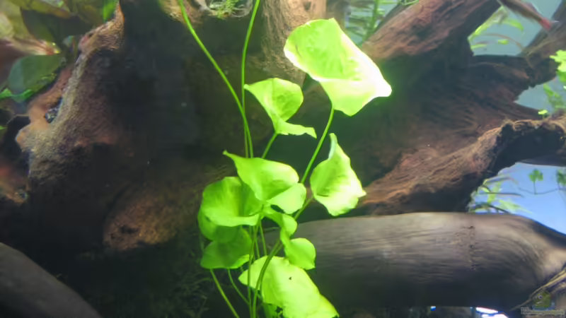 Nymphoides ´Taiwan´ von GIDDI (10)