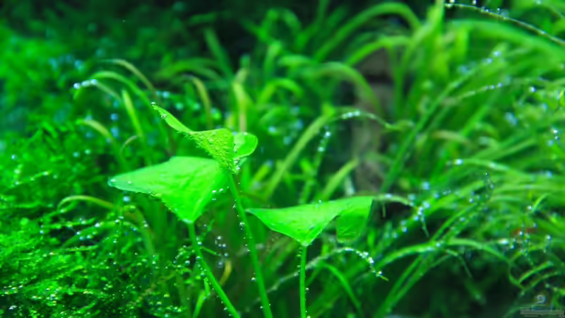 Nymphoides von disco-d (11)