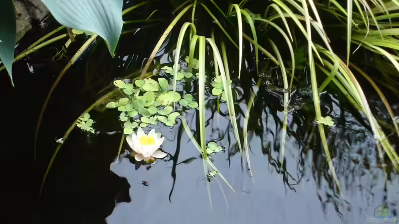 Nymphomea pymea alba - Blüte von Grünhexe (20)