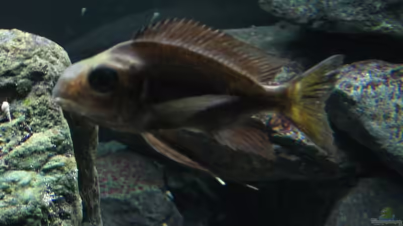 O. boops von Andi*Sehlde (63)