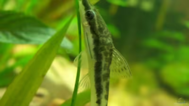 O. hoppei von André Martin (18)