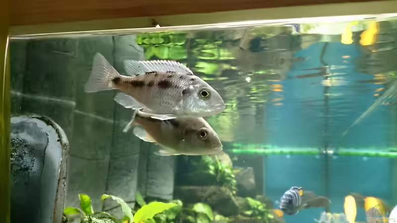 O. lithobates Weibchen von Sven 76 (11)