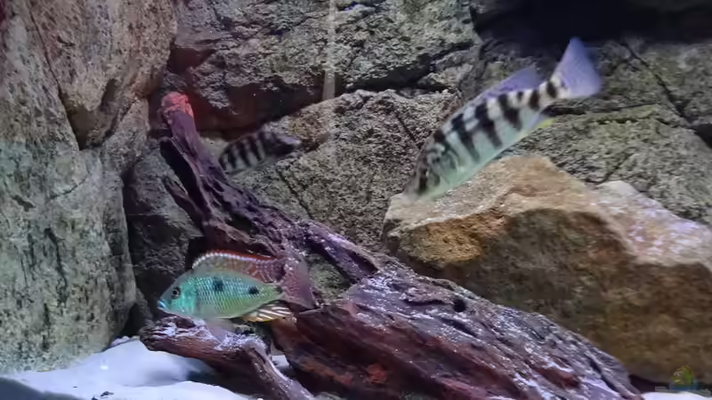 O. tetrastigma Bock und P. johnstoni Weibchen von TheToxicAvenger (37)