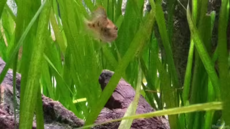 O. tetrastigma Weibchen in den Vallisnerien von TheToxicAvenger (9)