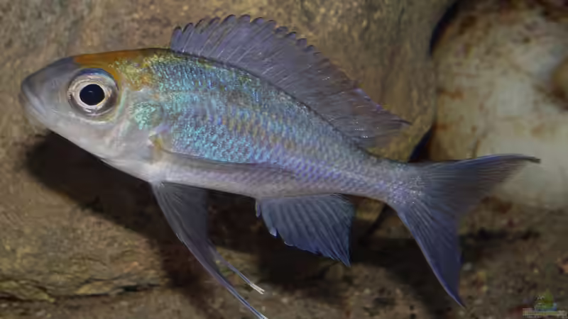 O. ventralis orange cap von Cichliden-Kabuff (50)