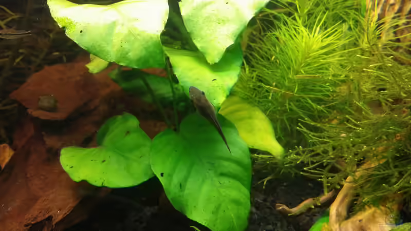 O.hoppei von Anna-RS (29)