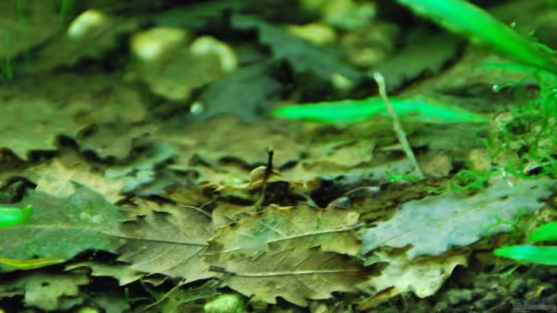 oak leaves to reduce the pH von lomarraco (49)