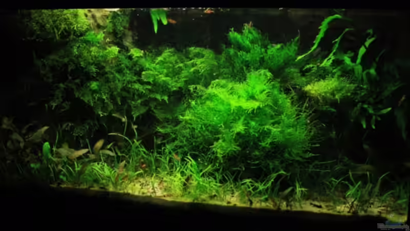 oase  von basetim (1)