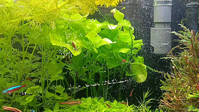 Oase Crystal Skimmer 350   von odin 68 (147)