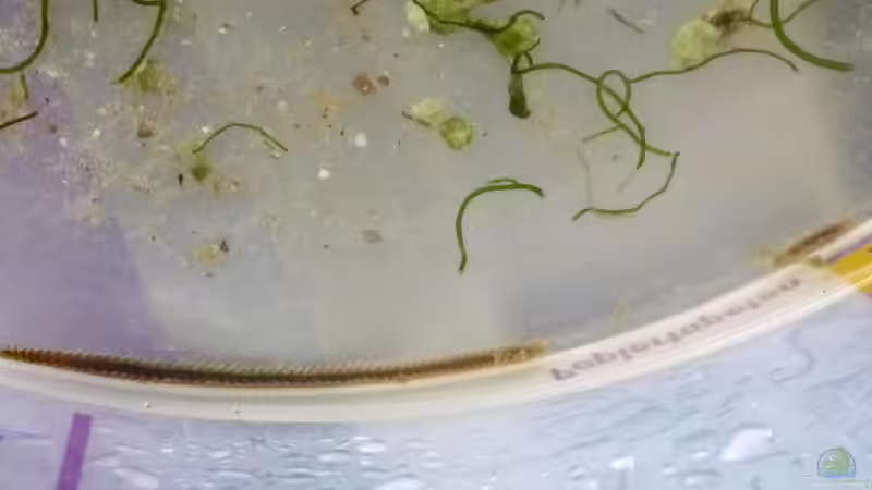 ob das nette Würmer sind? von Summse (77)