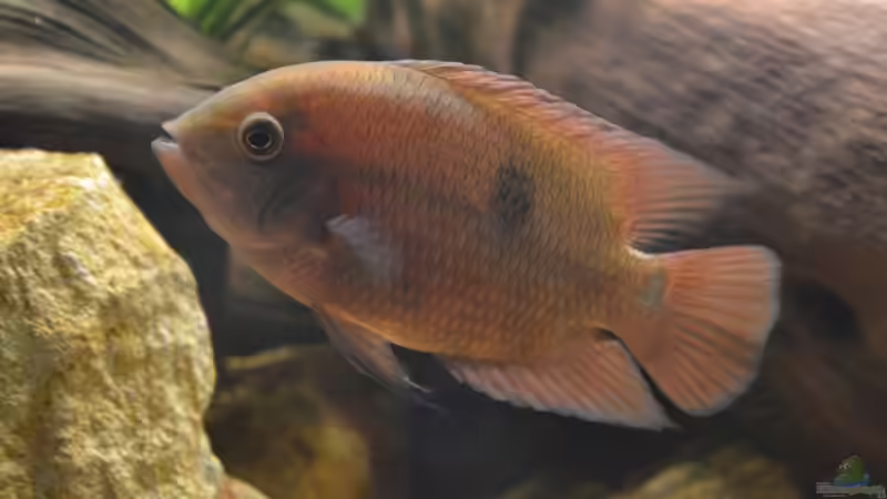 Ob die Flecken bleiben ??? von GGuardiaNN (97)