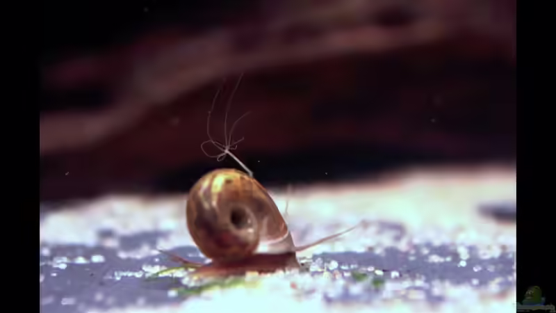 Ob diese graue Hydra und die Halbwüchsige Posthornschnecke versuchen einen neuen Symbiosetrend zu setzen? von vixen (26)