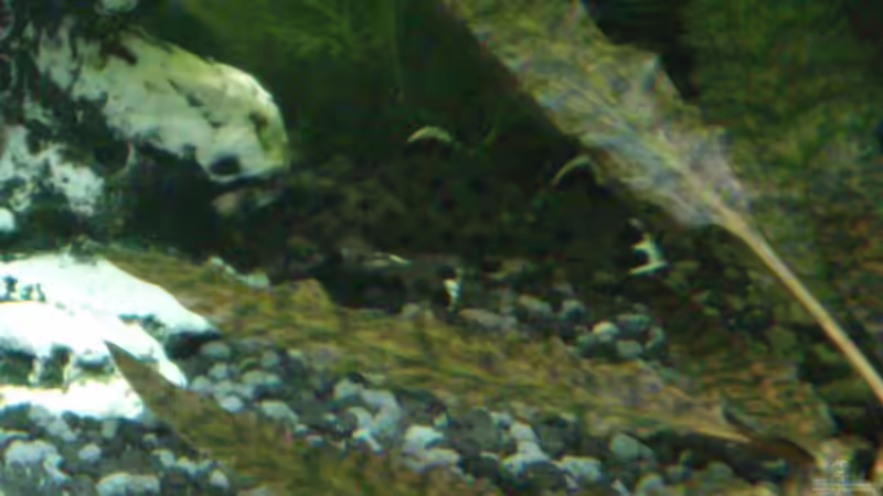 ob hier schon jemand wohnt ??? von Stephan Groß (27)