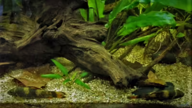 Ob sie sich nichts zu sagen haben? von okefenokee (68)