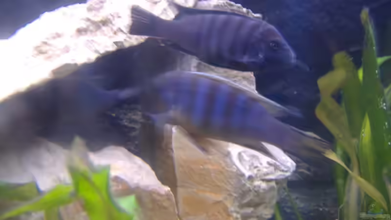 Oben: C.Afra und Unten: M. Long Pelvic von Milatz Darian (21)