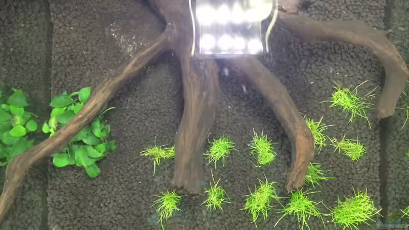 oben, Pflanzen seit 10 Tagen von Ayahuasca (84)