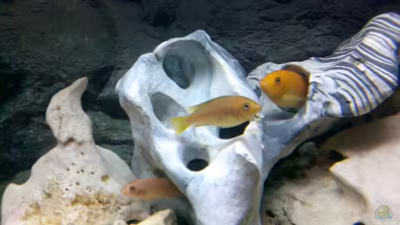 oben: Ps. estherae O-Morphe (w) -- mitte: Melanochromis johanni (w) -- unten: Labeotropheus trewavasae (w) von Jan Metschurin (19)