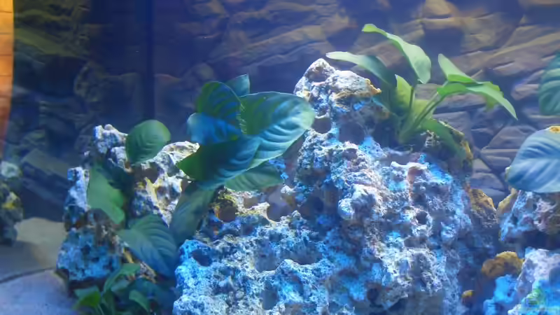 Oben Anubia Barteri und Unten Nana von Alfred Hahn (7) (8)