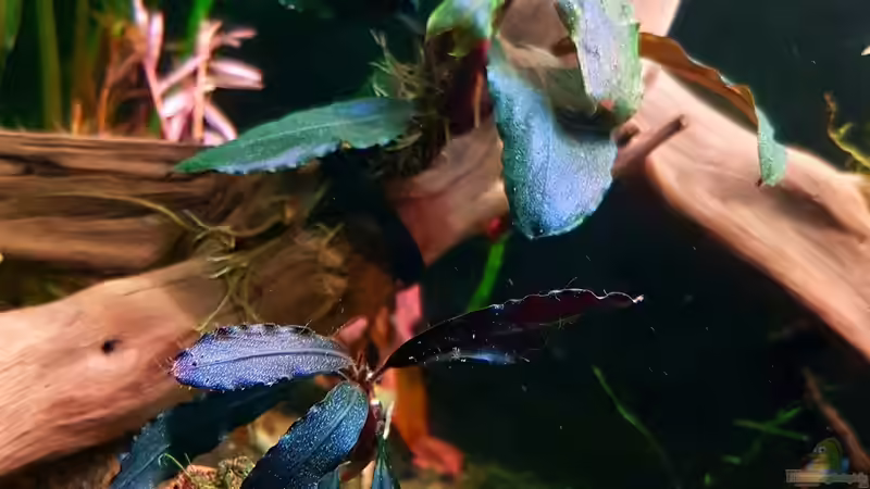 Bucephalandra Little Ghost im Aquarium pflegen (Einrichtungsbeispiele für Bucephalandra Little Ghost)
