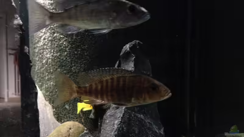 oben fryeri W und unten Aulonocara W von Lynex (24)