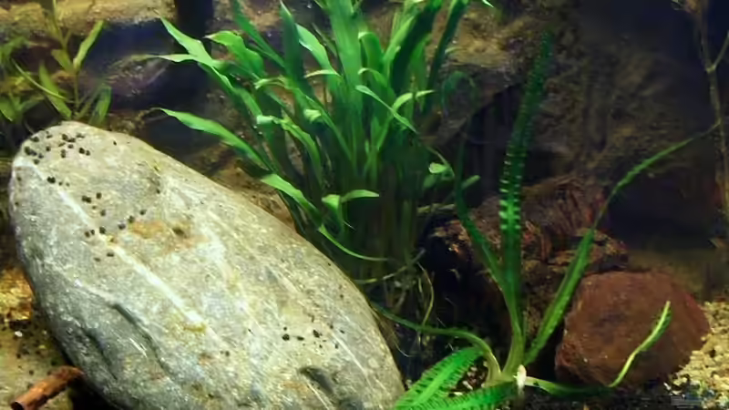 oben links die normanis von Falk (46)