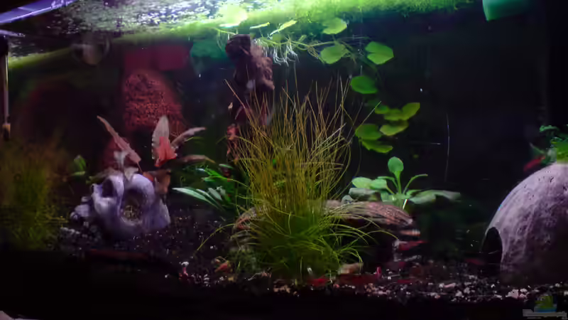 Oben Links LavaStein, Schädel, Wurzel, Höhle, Nuss von Dasy (9)