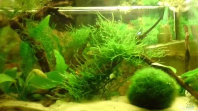 oben links von Fischers Fritz (3)