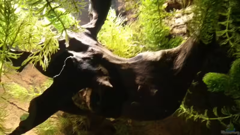 Oben Mitte  von AquaTobi90 (22)