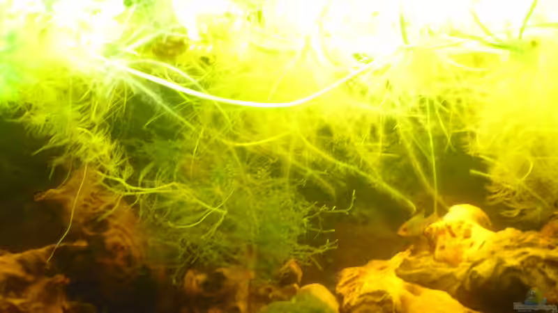 oben mitte von Rootsman (6)