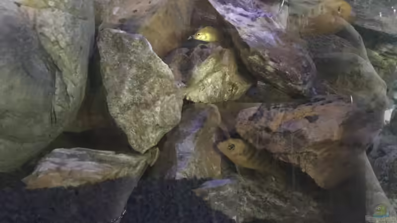 Oben Nachwuchs von Daniel H. (29)