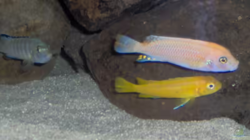 Oben Pseudotropheus estherae red spottet Männchen von boehmo (14)