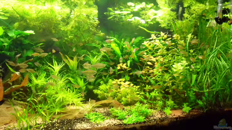 oben rechts der neue Dosator von Bungi (57)