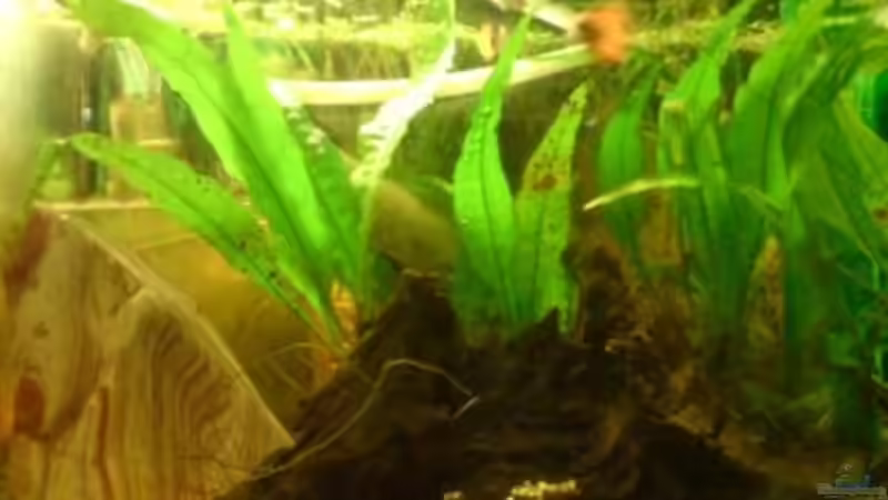 oben rechts von Fischers Fritz (6)