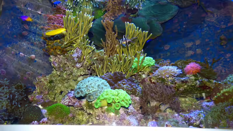 oben sieht man die an der Oberfläche gespiegelten Echinopora-Platten von Leni13 (27)